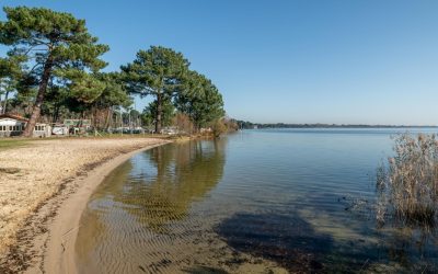Un Safari en Plein Bassin : La Faune Insoupçonnée d’Arcachon