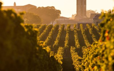 Bordeaux irradié : le côté obscur du vin